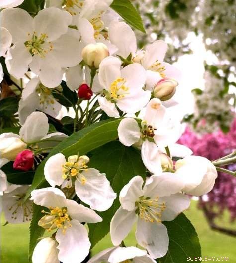 Experts Warn: Warm Winter Threatens State Apple Crop