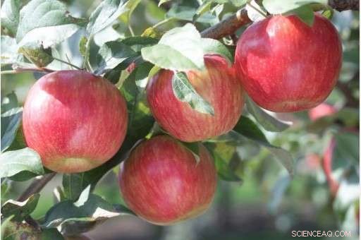 Experts Warn: Warm Winter Threatens State Apple Crop