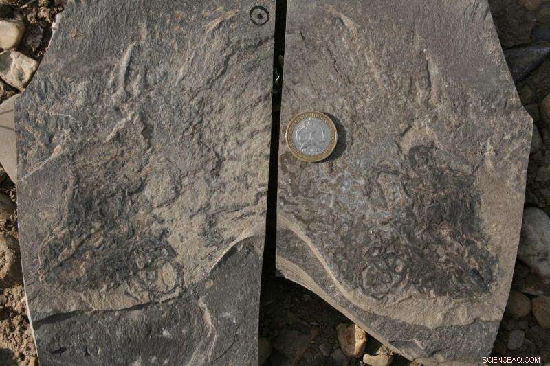 Microbes Paved the Way for the First Animals