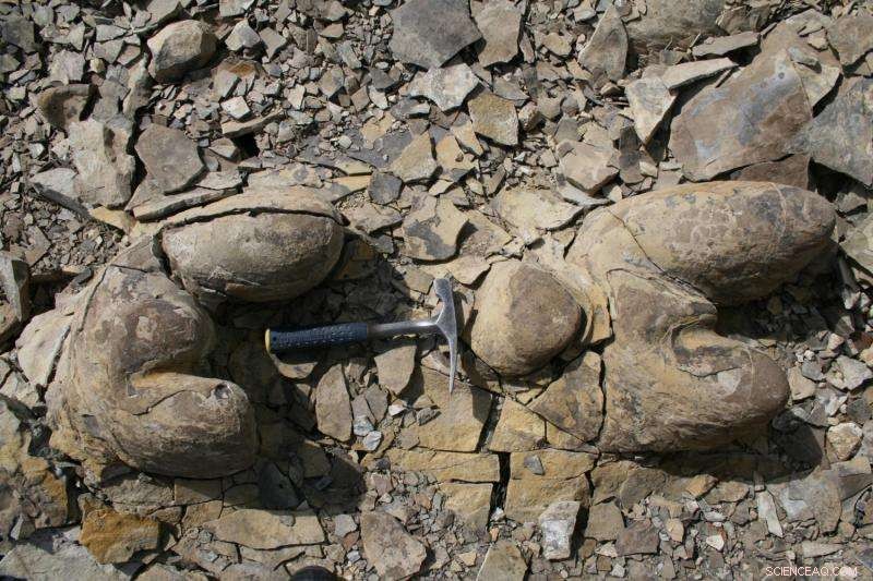 Microbes Paved the Way for the First Animals