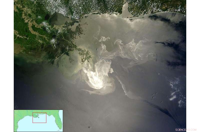 Deepwater Horizon Spill: How Marine Life Endured the Disaster