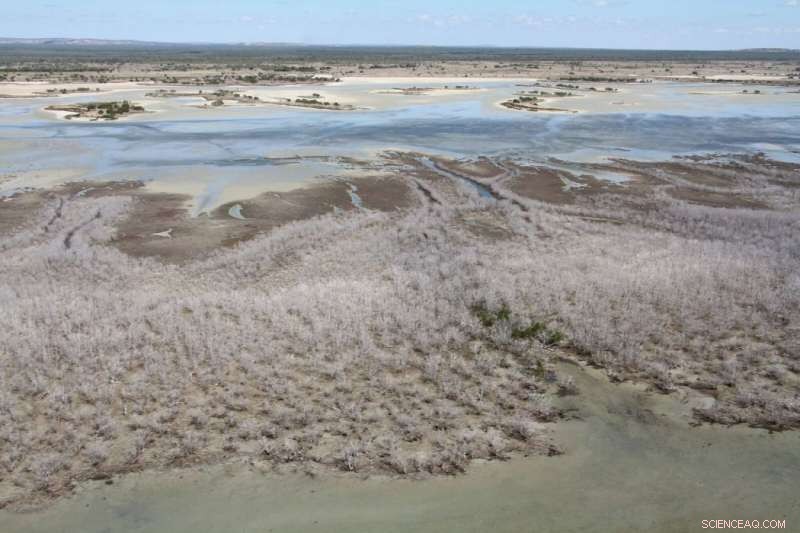Unprecedented Mangrove Dieback in Gulf of Carpentaria Attributed to Severe Drought