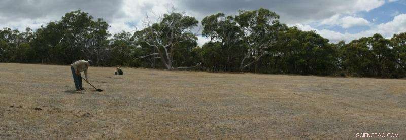 Soil Microbes: A Reliable Tool for Measuring Ecological Restoration Success