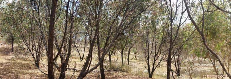 Soil Microbes: A Reliable Tool for Measuring Ecological Restoration Success