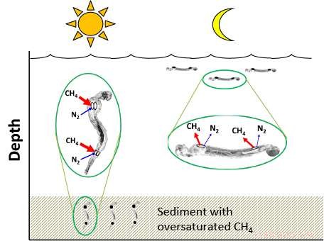 Fly Larvae Identified as Significant Source of Atmospheric Methane Emissions