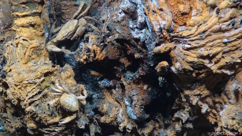 12‑Meter Hydrothermal Vent  Medea  Discovered on Pito Deep Voyage by US Research Vessel Atlantis