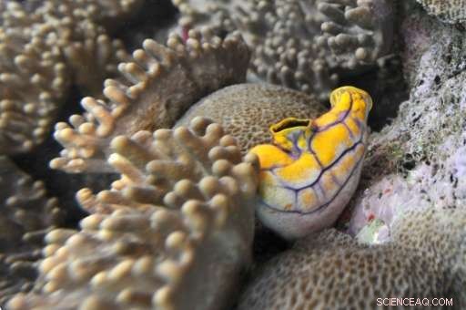 British Cruise Ship Collides with Pristine Raja Ampat Coral Reef, Inflicting Major Damage