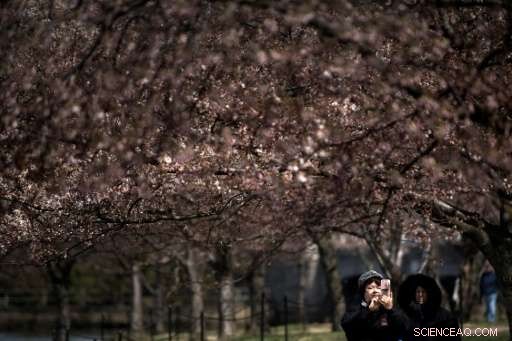 Will March Snow Threaten Washington’s Iconic Cherry Blossoms?