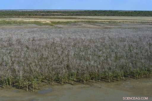 Record-Scale Drought Devastates Thousands of Hectares of Australian Mangroves