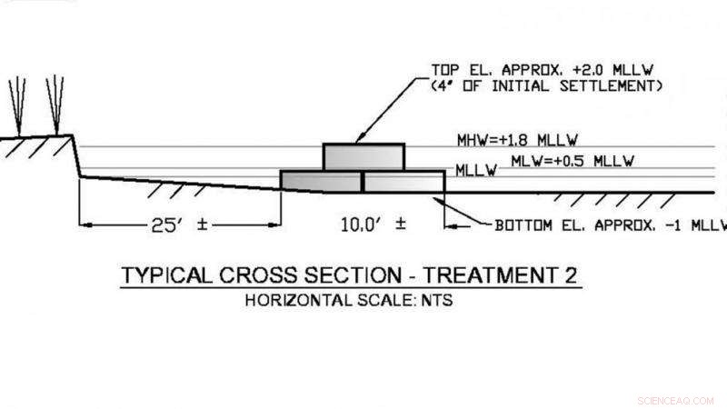 Living Structures: Strengthening Coastal Protection Naturally