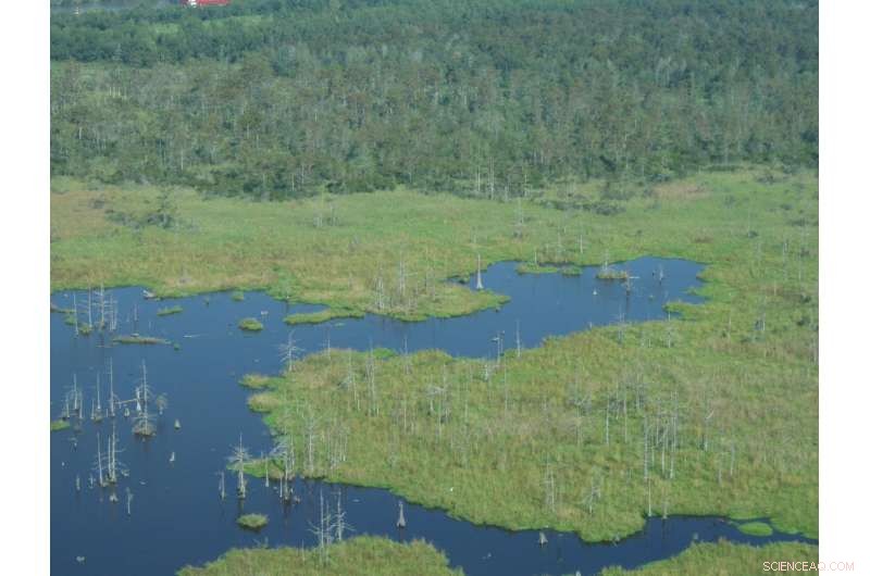 Louisiana Wetlands Face Rapid Sea‑Level Rise—Four Times the Global Average