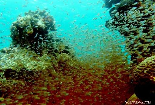 Indonesia Commits to Action Following UK Cruise Ship Damage to Coral Reefs