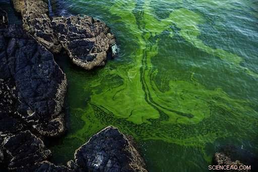 Algae Blooms in the Arabian Sea Expand Amid Climate Change
