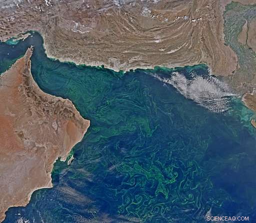 Algae Blooms in the Arabian Sea Expand Amid Climate Change