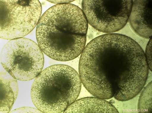 Algae Blooms in the Arabian Sea Expand Amid Climate Change