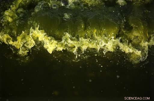 Algae Blooms in the Arabian Sea Expand Amid Climate Change