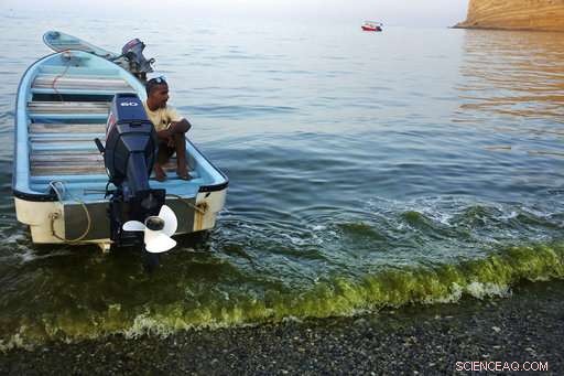Algae Blooms in the Arabian Sea Expand Amid Climate Change