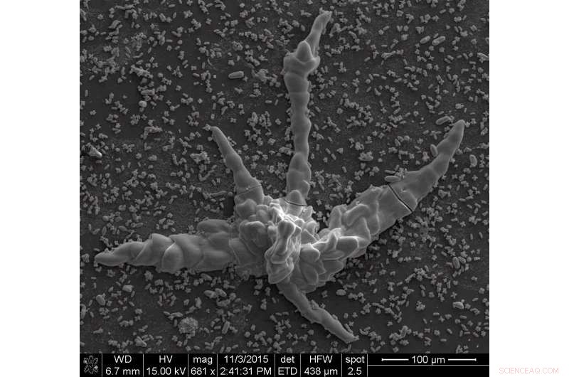 Scientists Uncover Inorganic Structures Mimicking Early Life: Fossils vs Chemistry