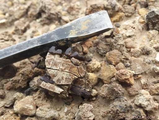 Study Reveals Mammals Shrink as Earth Warms