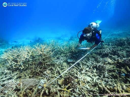 Study Confirms Global Warming Halt Is Essential to Preserve Coral Reefs