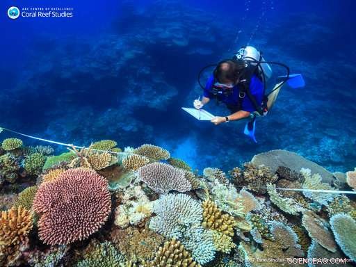 Study Confirms Global Warming Halt Is Essential to Preserve Coral Reefs