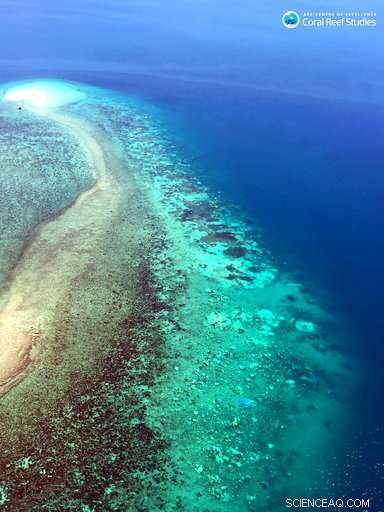 Study Confirms Global Warming Halt Is Essential to Preserve Coral Reefs