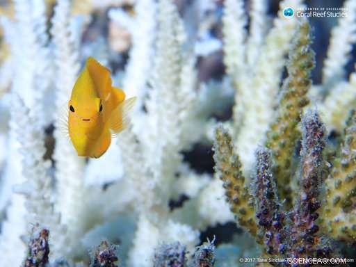 Study Confirms Global Warming Halt Is Essential to Preserve Coral Reefs