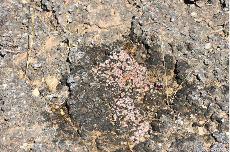 Impact of Temperature and Precipitation Shifts on Dryland Biocrusts