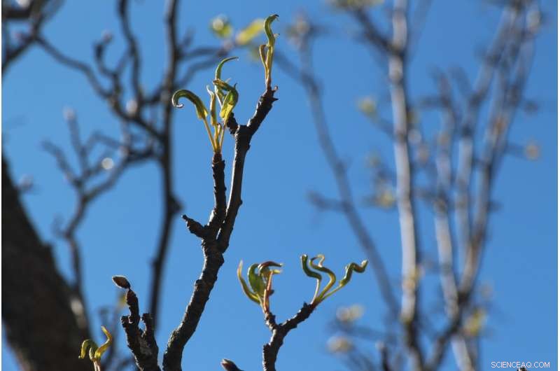 Is Spring Growing Longer? New Research Reveals an Expanding Vernal Window