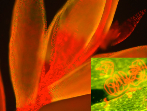 Climate Change Drives Northward Expansion of Shrubs and Trees in the Subarctic