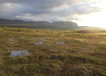 Climate Change Drives Northward Expansion of Shrubs and Trees in the Subarctic