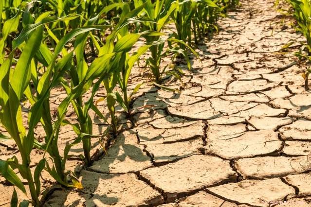 Rising Temperatures Expected to Worsen Droughts and Cut Maize Yields in Africa