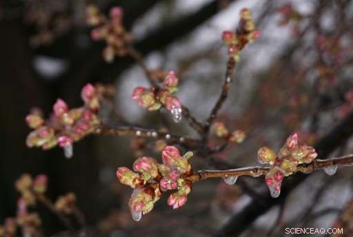 Cold Snap Claims Half of Washington s Iconic Cherry Blossoms