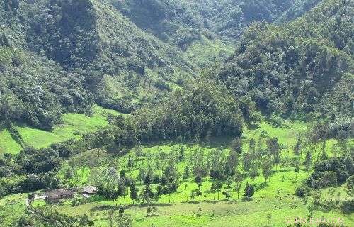 New Ecological Model Aims to Accelerate Global Forest Restoration