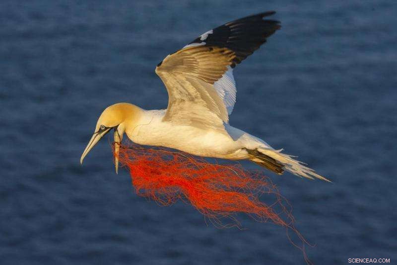 Marine Litter: From Entanglement to Alien Species Invasions and Their Ecological Damage
