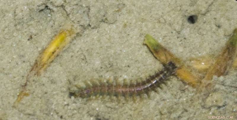 How Climate Change and Ecosystem Decline Threaten Natural Coastal Protection