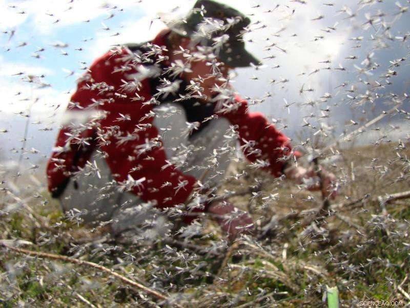 Massive Midge Swarms Reveal Interconnectedness of Icelandic Landscapes