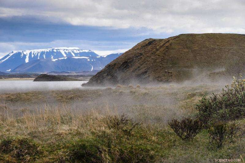 Massive Midge Swarms Reveal Interconnectedness of Icelandic Landscapes
