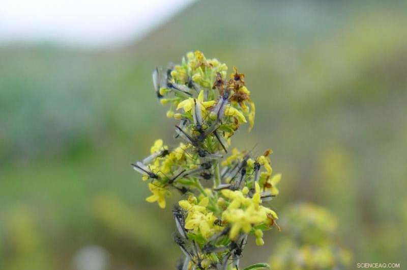 Massive Midge Swarms Reveal Interconnectedness of Icelandic Landscapes