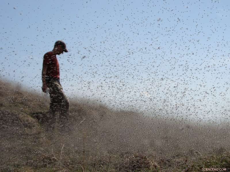 Massive Midge Swarms Reveal Interconnectedness of Icelandic Landscapes