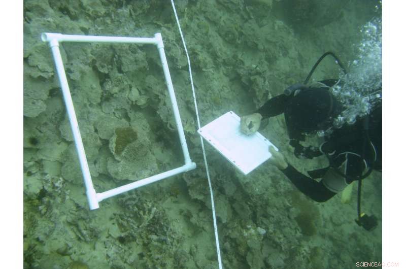 Dead Zones Pose Global Threat to Coral Reefs