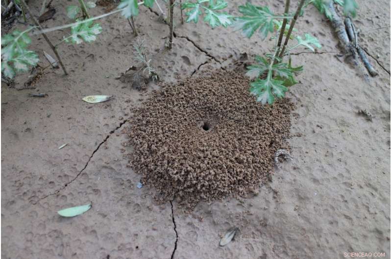 Using Ant Hills as Mulch: Enhancing Soil Moisture