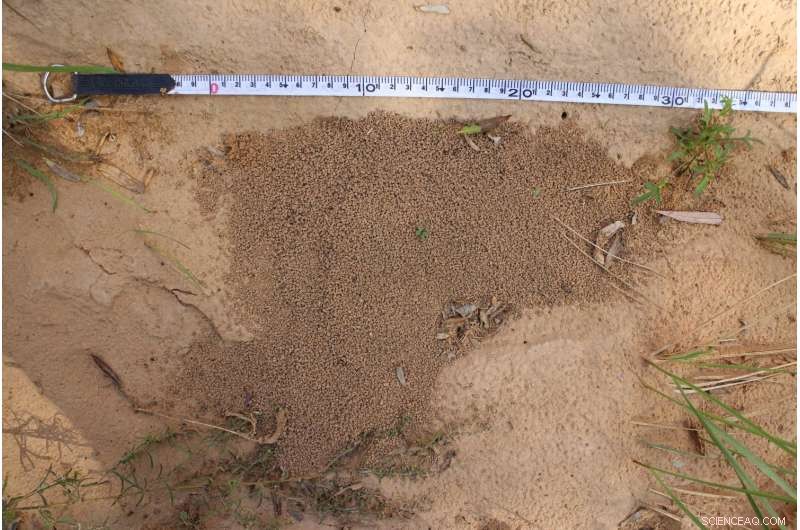 Using Ant Hills as Mulch: Enhancing Soil Moisture