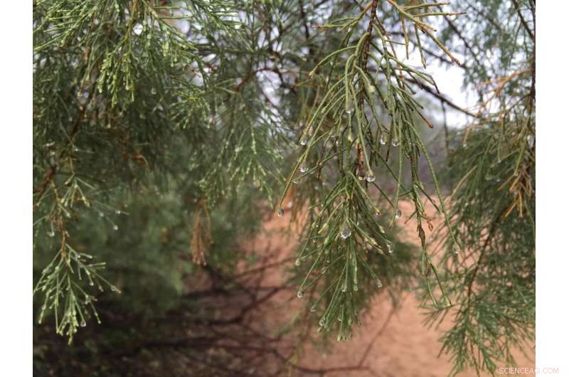 New Study Reveals Surprising Sources of Non-Rainfall Water in the Namib Desert