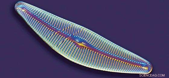 How Oceans and Terrestrial Biosphere Absorb CO₂: Implications for Climate Mitigation