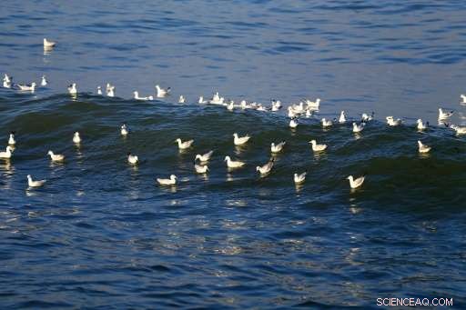 Water Pollution Drives Health Crisis in War‑Torn Gaza