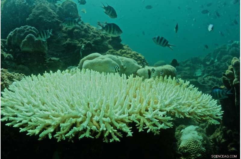 South China Sea Coral Decline Driven by Global Warming and Local Weather