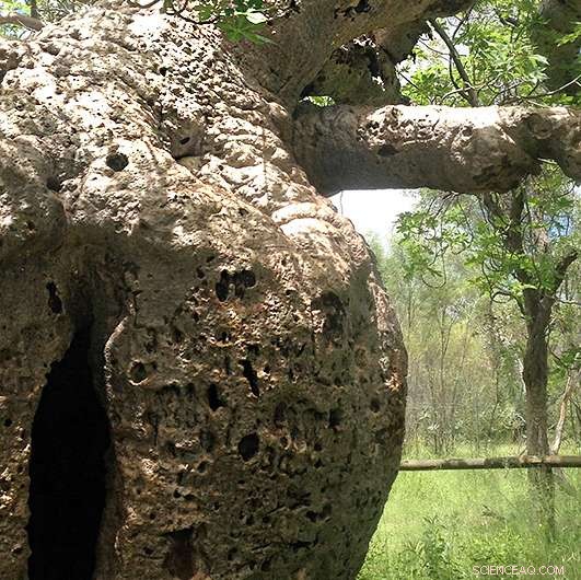 Dark Tourism Surges as Mythic  Prison Tree  Debunked