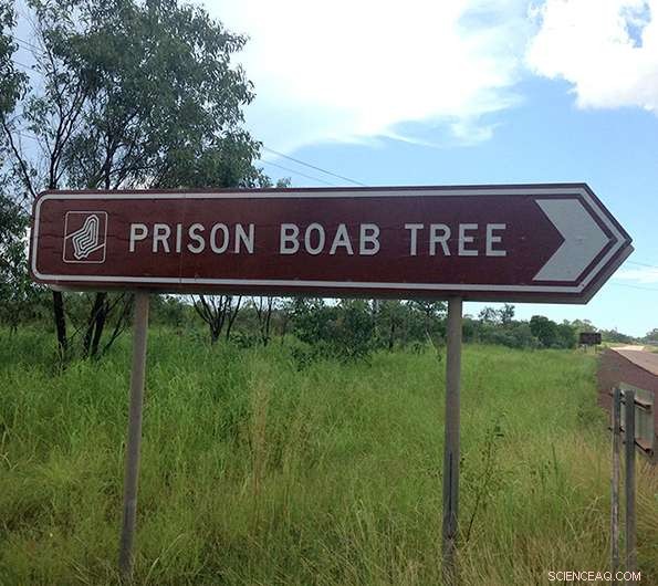 Dark Tourism Surges as Mythic  Prison Tree  Debunked