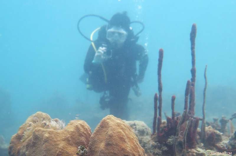 UT Arlington Study Quantifies Coral Disease Risk via Immune Trait Analysis